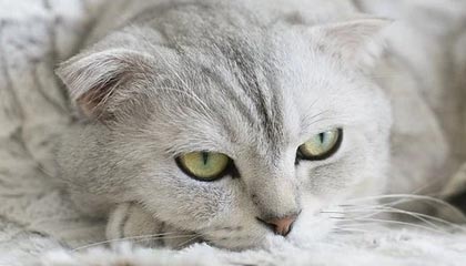 宣威2026年最新北京商务伴游经纪招聘渠道分享(最方便真实的宣威北京爱特博旅运服务有限责任公司招聘方法)