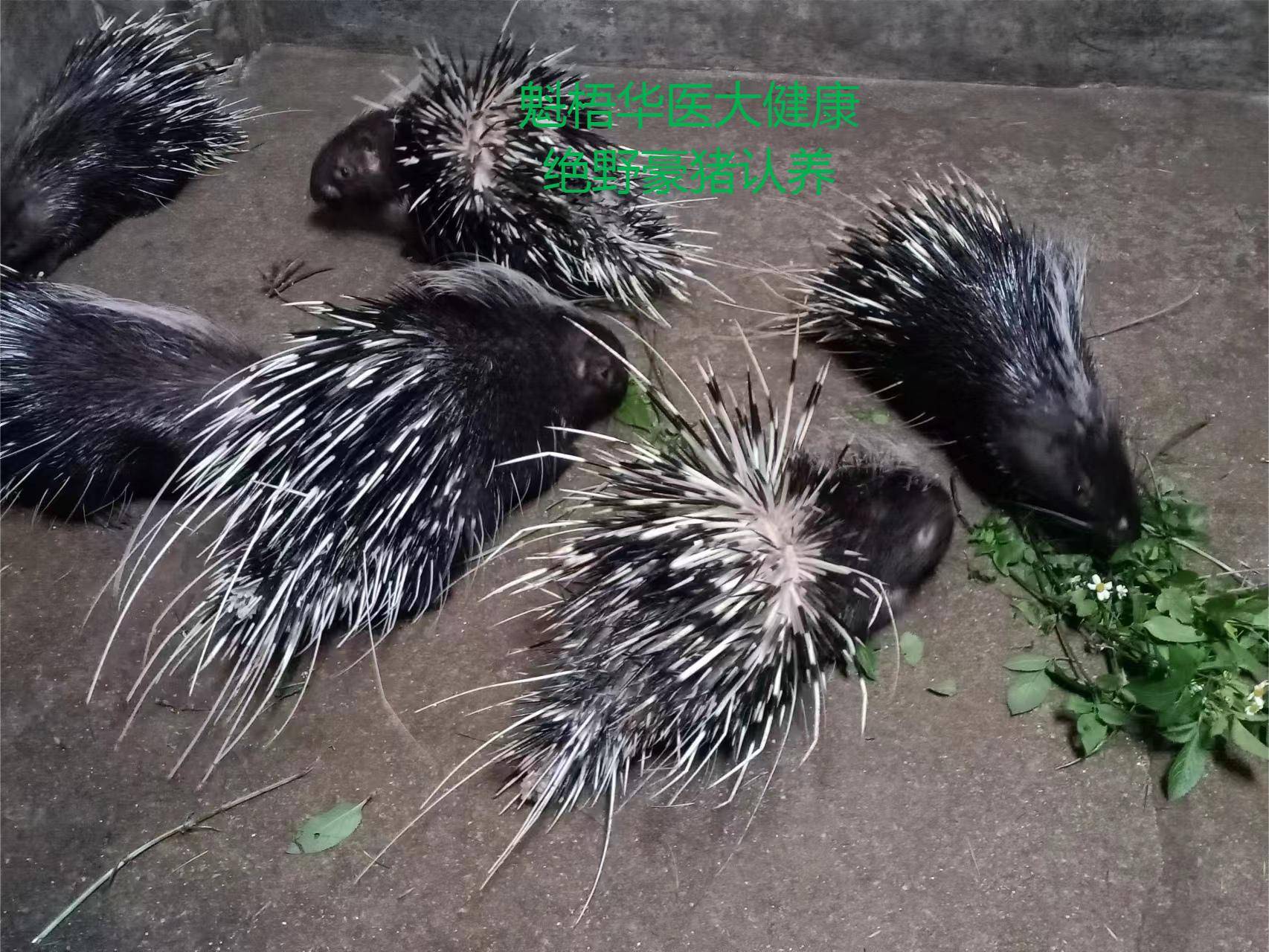 最新豪猪回收商家方法分析(最方便真实的宣威豪猪卖去什么地方方法)